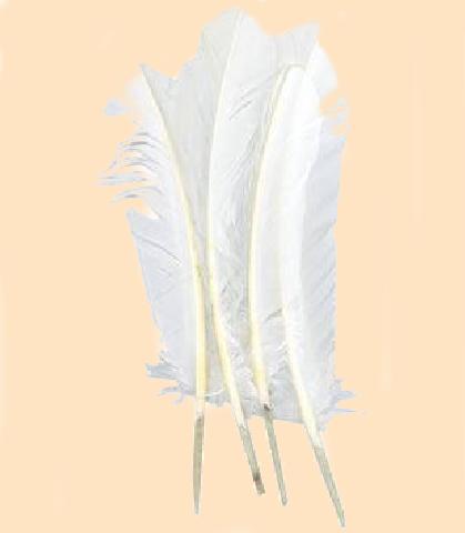 large white turkey feathers