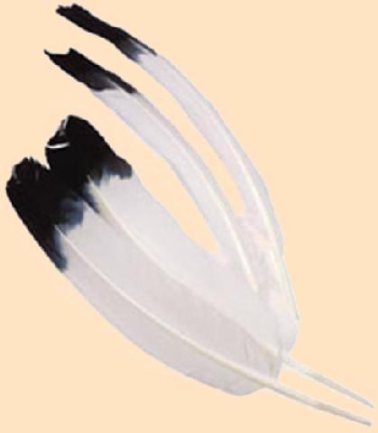 imitation eagle feather, tipped feather, black and white feather