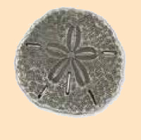 sand dollar nautical concho